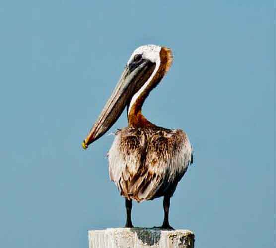智能监控预警的网站ddos隐藏源ip